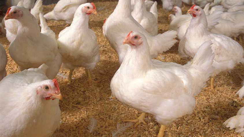 Chickens.
