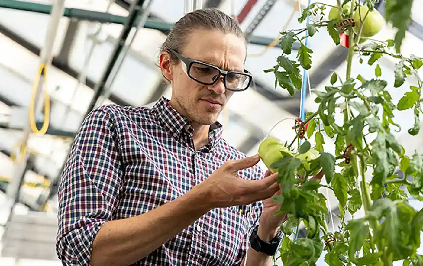 A man inspects a green tomato still on the vine.