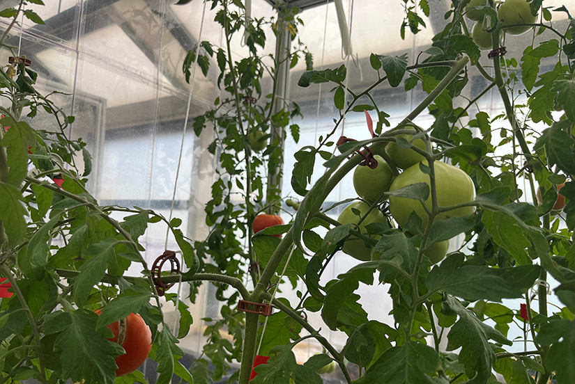 20250603-solar-panels-give-edge-to-tomatoes-grown-underneath-tomatoes Tomatoes growing on vines in a greenhouse.