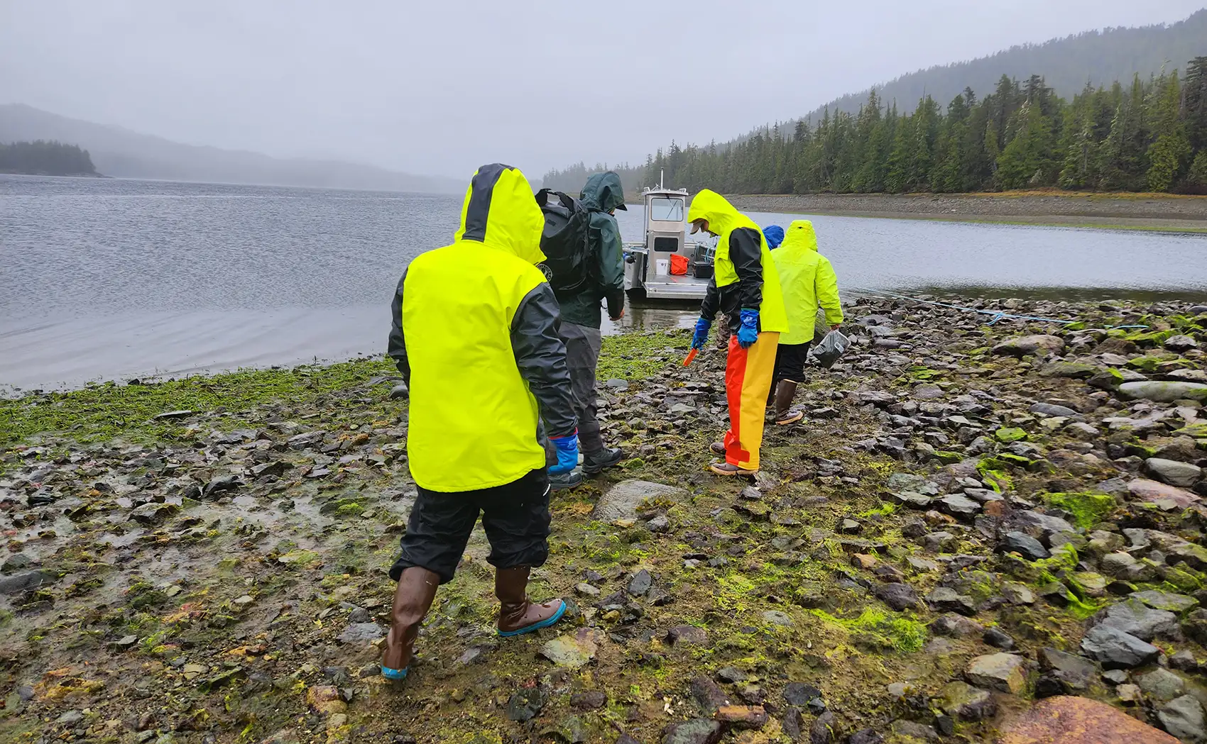 Five people walking on a rocky shoreline covered in algae with a boat in a body of water in the background.