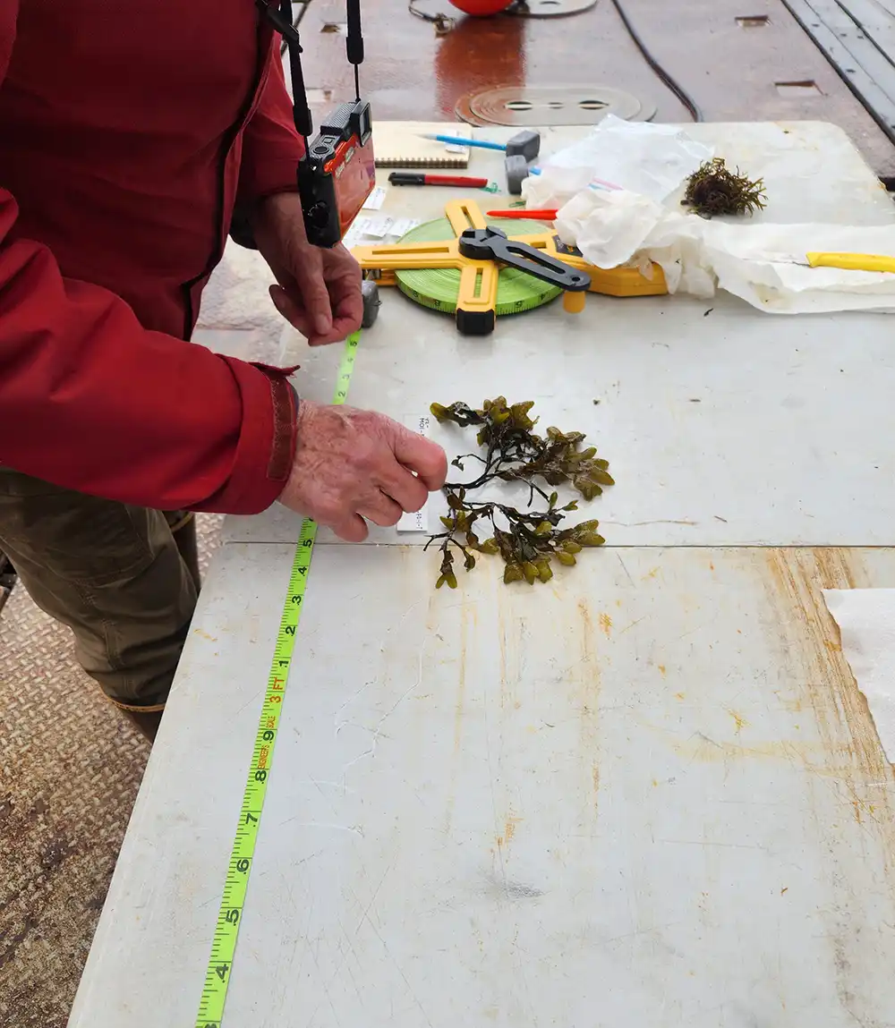 A person leans over a table with seaweed in their hand.