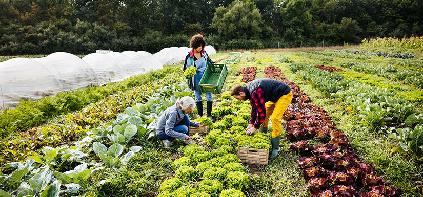 Three people picking vegetables in a large garden.