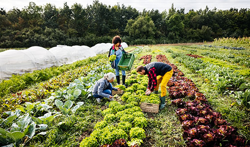 Continue reading about JISEA Launches Sustainable Agriculture Catalyzer To Examine Cobenefits of Decarbonization