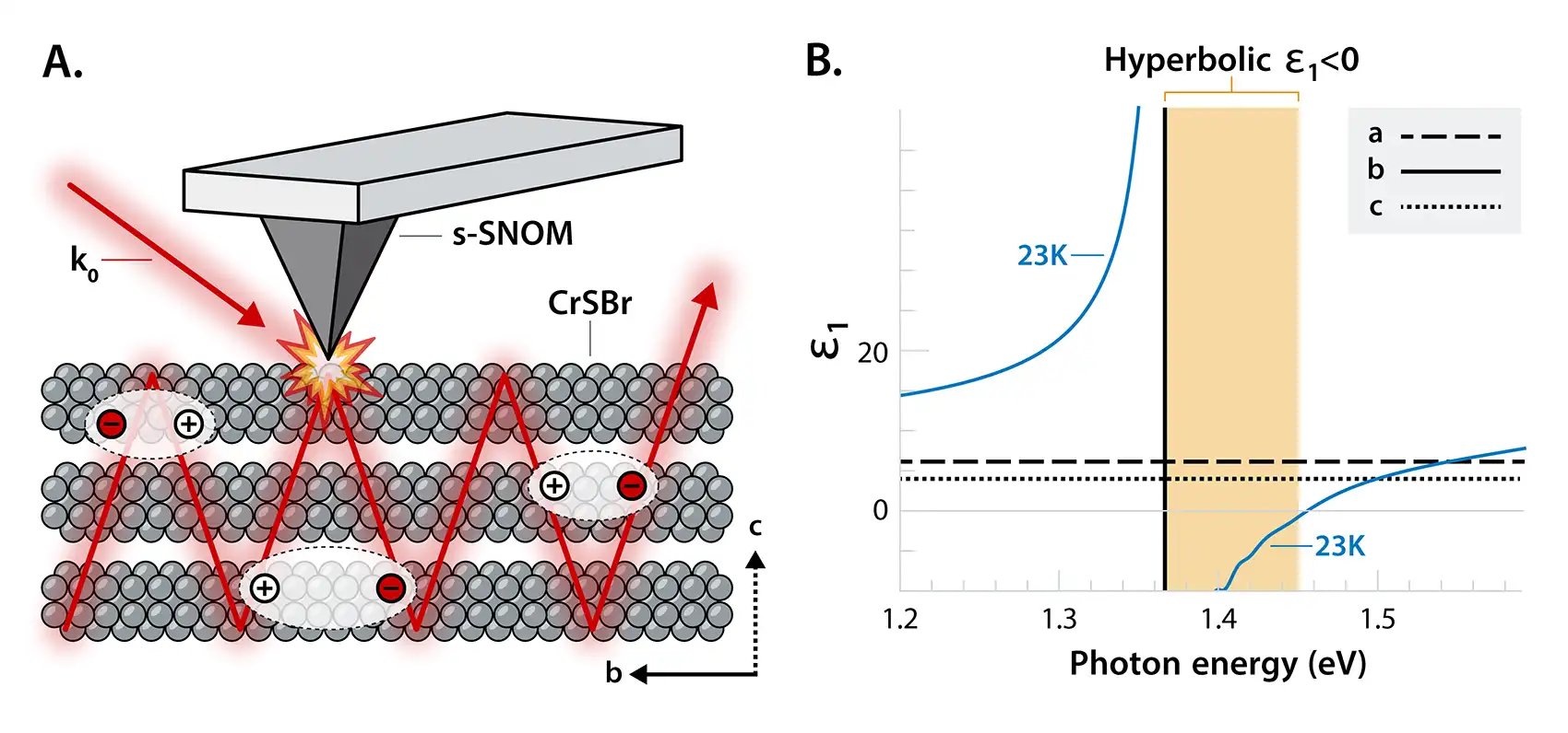 20250806-researchers-observe-evidence-of-hyperbolic-exciton-polaritons-figure chematic shows metallized tapping tip of a scattering-type scanning near-field optical microscope illuminated by free-space light. The right: shows dielectric functions for the hyperbolic region with opposite signs along the a and b axes.