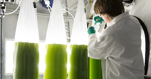 Scientist works with the photobioreactor bag system, NREL's large scale algal culturing platform.