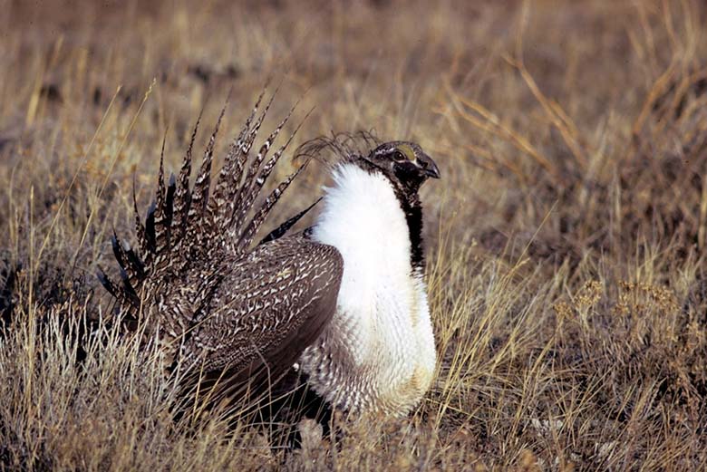 grouse-tom-kerner-fish-and-wildlife-service-rightfloat