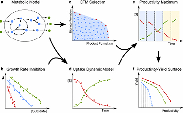 Flow chart using six graphics that show how productivity–yield surfaces are calculated. The upper left figure labeled (a) Metabolic Model shows two green dots on the left with arrows pointing into a circle with four blue dots on the circumference of a circle with arrows cycling clockwise and one blud dot in the center of the circle that is also involved in the clockwise cycle. Two of the outer blue dots point left to three other blue dots that point outside of the larger circle to three green dots. This image points to the upper and lower center images. The upper center image is labeled (c) EFM Selection and shows a graph with Biomass Formation as the y-axis and Product Formation as the x-axis with a scattering of blue dots on a blue background with seven red dots on the periphery of the blue background. This upper center image points to the upper right image, which is labeled (e) Productivity Maximum and shows a graph with [S] as the y-axis and Time as the x-axis. The graph is separated into three blue rectangular areas and two yellow rectangular areas with five series of three green dots connected by a green line going up from left to right and five series of three red dots connected by a red line going down from left to right. This image points down to the lower right image. The lower left image is labeled (b) Growth Rate Inhibition and shows a graph with a y-axis labeled micron and an x-axis labeled [Substrate] with three lines (the top is green the middle is blue, and the bottom is red) connecting dots going down from left to right. This image points to the lower center image. The lower center image is labeled (d) Uptake Dynamic Model and shows a graph with [S] as the y-axis and Time as the x-axis with two lines connecting dots, the red line goes down from left to right and the green line goes up from left to right. This image points to the upper right image. The lower right image is labeled (f) Productivity-Yield Surface and is a graph with a y-axis labeled Yield and an x-axis labeled Productivity with three lines (the top is red, the middle is green, and the bottom is blue) connecting dots going down from left to right, with grey vertical lines coming down from the blue connected dots.