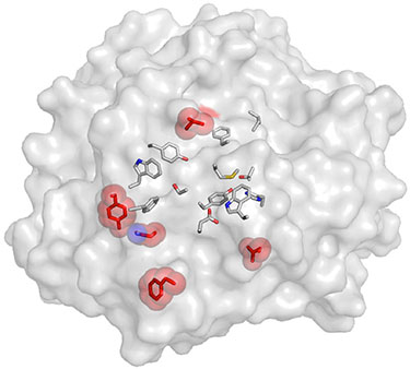 Illustration of a round, grey globule with several pink sphere clusters that have red pill-shapes within, including one blue sphere with a blue pill-shape inside. There are also several grey molecule bar-shapes with blue and red endings in the center of the grey globule.