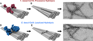 Illustration showing four images. The upper left is labeled T. Ressei Cel7A: Processive Hysrolysis and depicts a series of thin, hollow grey tubes in four bundles with a red sponge-like globs attached to the tubes. A black arrow points to the right to a black-and-white electron microscope image labeled Primay Product: Nanofibrils that shows sparse, thin veins. The bottom left image is labeled C. bescii CelA: Localized Hydrolysis and shows a series of thin, hollow grey tubes in four bundles with a blue sponge-like globs attached to the tubes. A black arrow points to the right to a black-and-white electron microscope image labeled Primay Product: Nanocrystals that shows several, thin straw-like veins.
