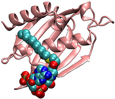 Illustration showing the molecular modeling of interactions of hemicellulose (depicted as multi-colored strands) with cellulose fibers (depicted as large silver rods in the middle and on the sides of a stranded cube that also has bronze and purple rods).