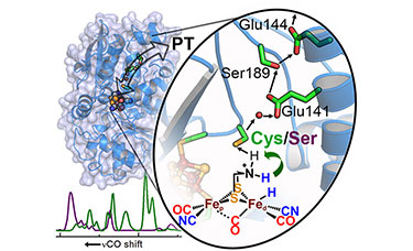 Illustration of a light blue glob with darker blue helix spirals and colored spheres and pill-shapes in the upper left with an inset image showing a close-up of the area with the spheres. The insert image shows green and red molecules labeled 