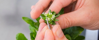 Closeup of hands holding a small plant with blossoms.