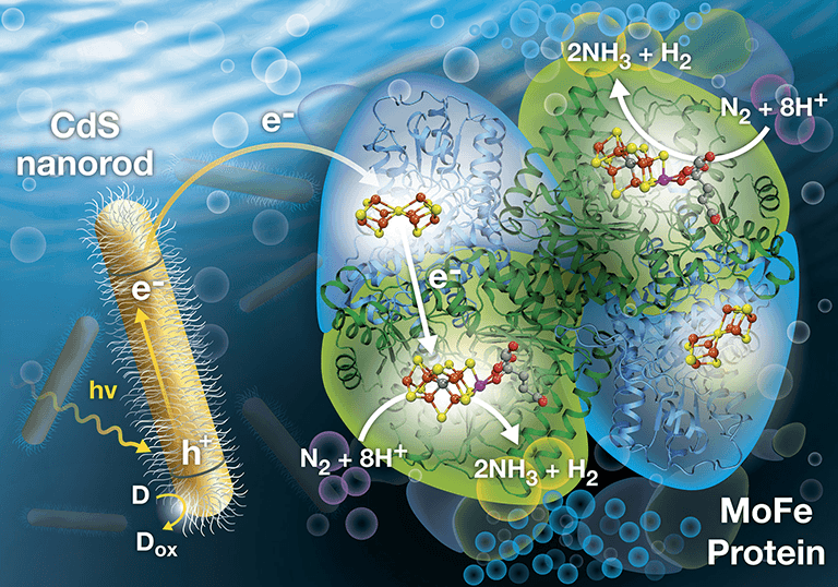 Illustration shows the approach NREL developed to harvest light to produce ammonia.