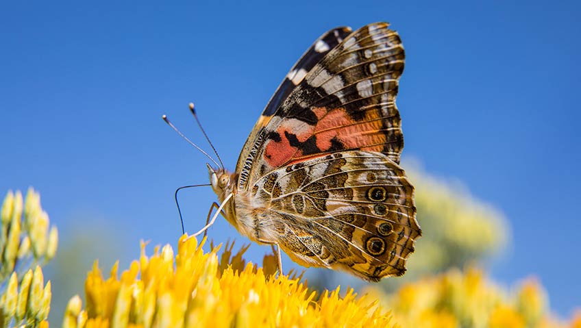 Photo of a brown, white, yellow, and orange butterfly resting on yellow flowers.