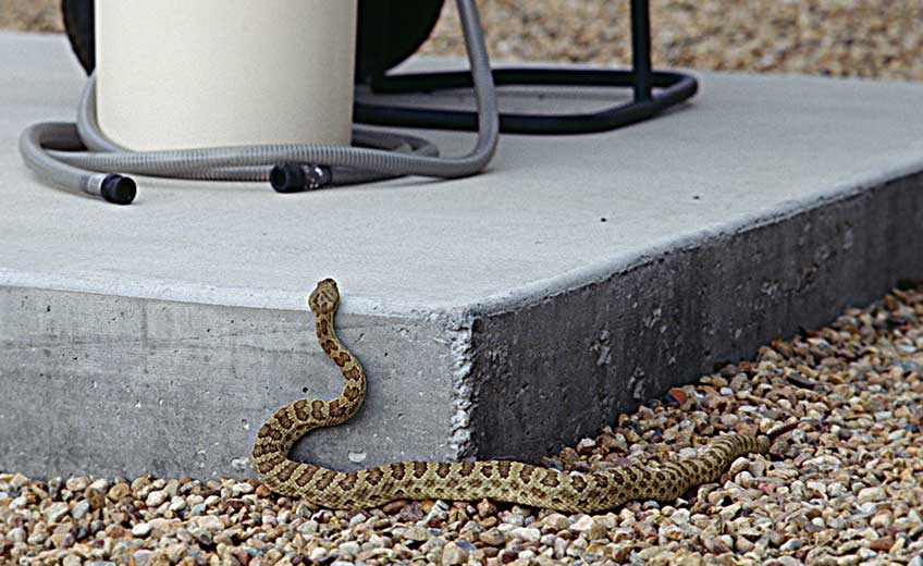 Photo of a snake resting on pebbles, raising its head to look over a concrete platform.