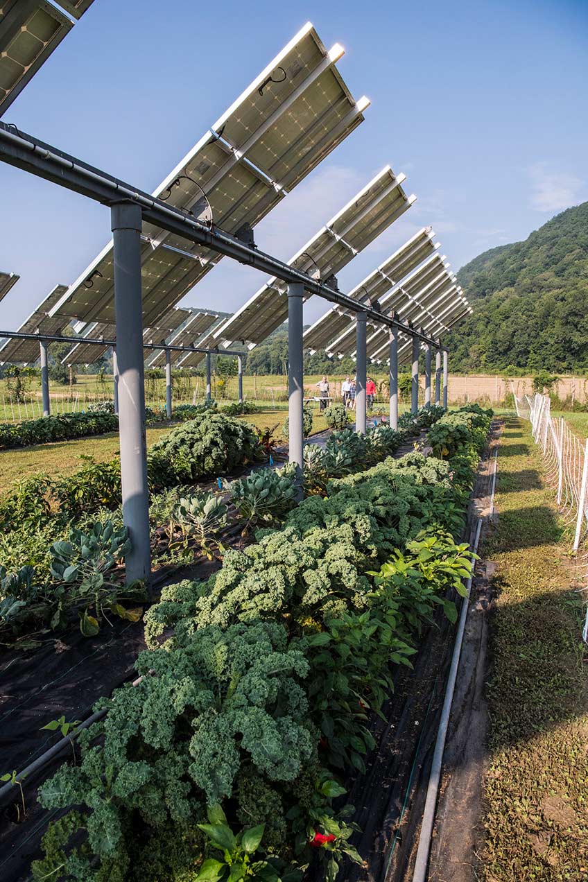 A row of solar panels above a row of vegetables growing on a plot of land.