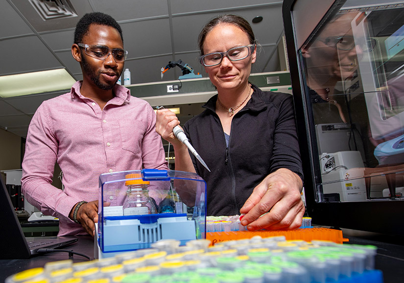 Two researchers pipette samples in a laboratory.