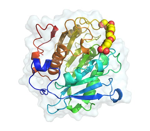 A 3D rendering of an enzyme.