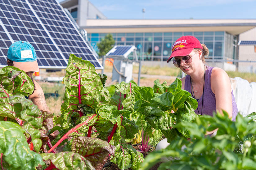 Two people harvest Swiss chard in an agrivoltaics garden with solar panels in the background.