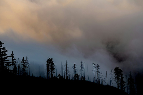 Burnt trees surrounded by smoke