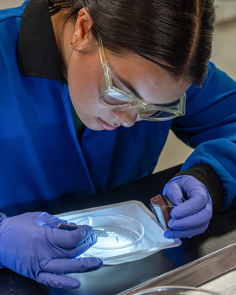 A scientist uses a headlamp to work in a Petri dish.