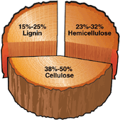 Diagram of a tree trunk cross-section showing that the wood is made up of 15% to 25% lignin, 23% to 32% hemicullulose, and 38% to 50% cellulose.
