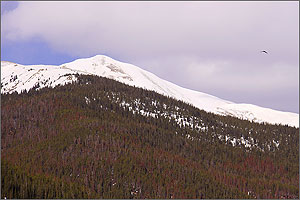 Photo of a snow capped mountain covered in dead and dying pine trees.