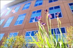 Photo of the outside of a building with a purple flower at the base looking up towards the sun.