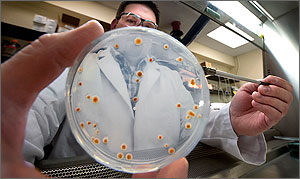 Photo of a man holding a Petri dish with bacteria cultures
