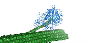 This is an illustration of an enzyme breaking down a molecule.