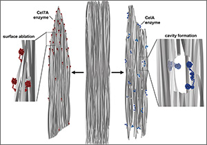 Illustration of enzyme activity, showing Cel7A on the left only able to scrape the surface of cell walls, while on the right, CelA has dug a hole into the cell wall.