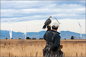 Photo of a man holding a falcon with a field of wind turbines in the background.