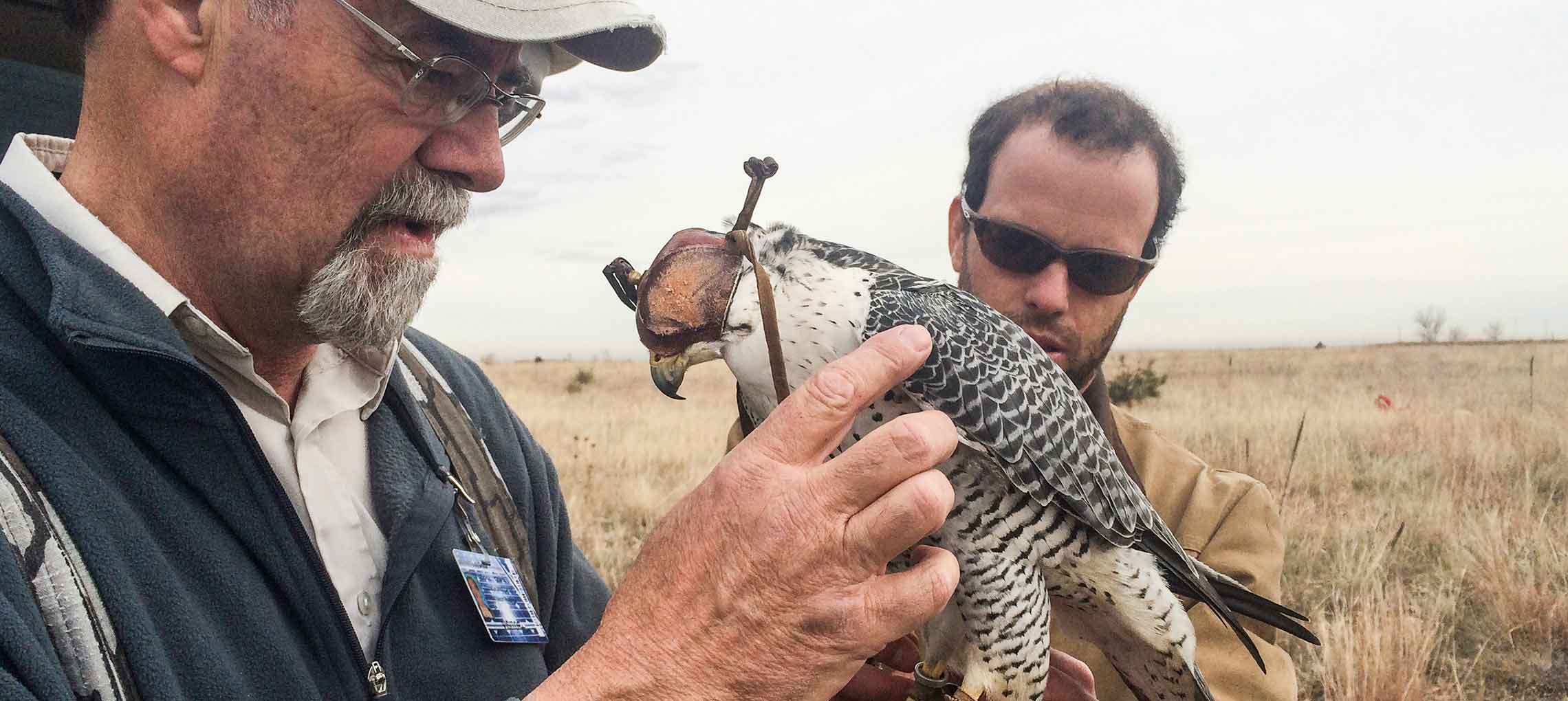 Photo of a man with a peregrine falcon with a GPS and a very high frequency radio tracker before a flight.