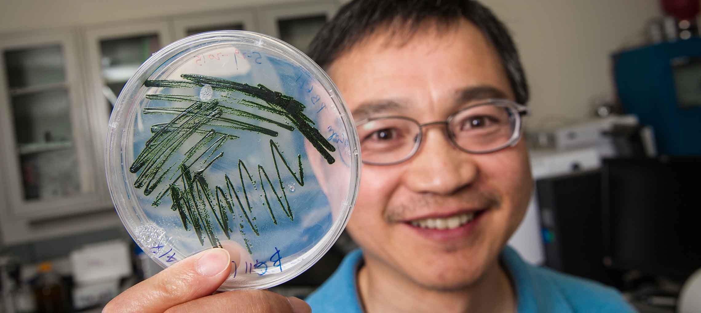 A scientist holds a petri dish containing algae.