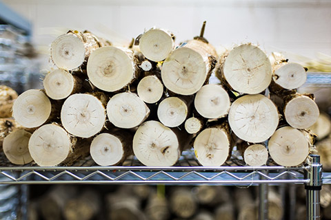 A photo of sections of poplar trees stacked in a lab