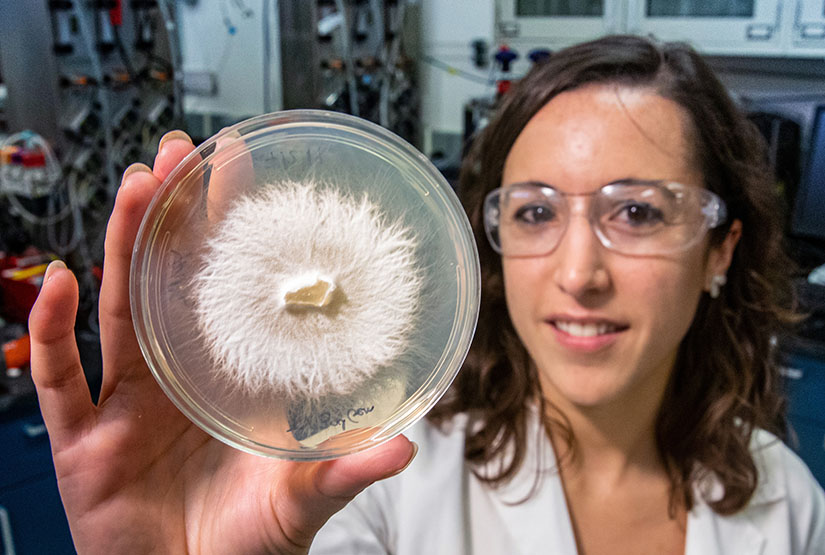 A researcher holds a petri dish containing white-rot fungi
