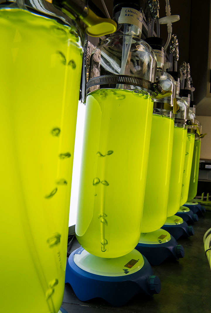 A photo of elongated glass tubes filled with a bubbling light-green liquid.