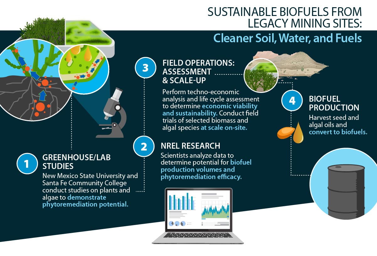 Title: Sustainable Biofuels from Legacy Mining Sites: Cleaner Soil, Water, and Fuels. Step 1: Greenhouse/Lab Studies: New Mexico State University  and Santa Fe Community College conduct studies on plants and algae to demonstrate phytoremediation potential. Step 2: NREL Research: Scientists analyze data to determine potential for biofuel production volumes and phytoremediation efficacy. Step 3: Field Operations: Assessment & Scale-Up: Perform techno-economic analysis and life cycle assessment to determine economic viability and sustainability. Conduct field trials of selected biomass and algal species at scale on-site. Step 4: Biofuel Production: Harvest seed and algal oils and convert to biofuels.