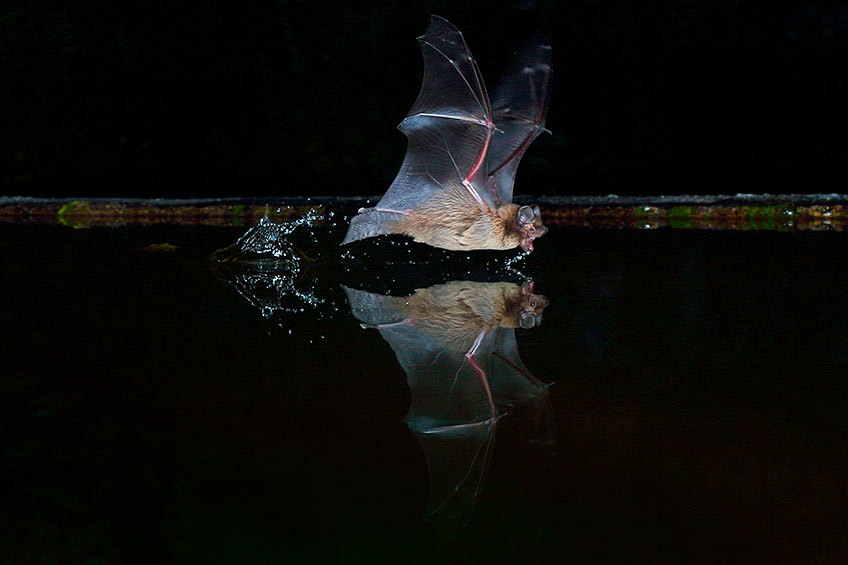 Bat flying.