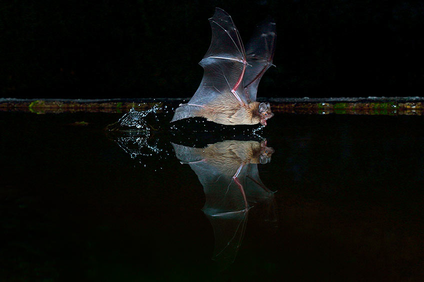 NREL Celebrates Bat Appreciation Day