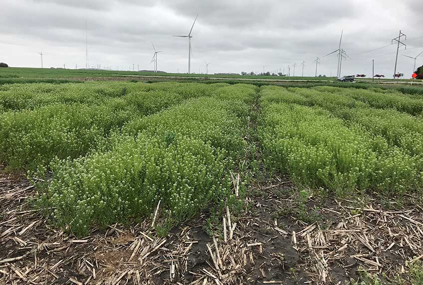 A farm field covered in a crop of CoverCress, with wind turbines in the background. 