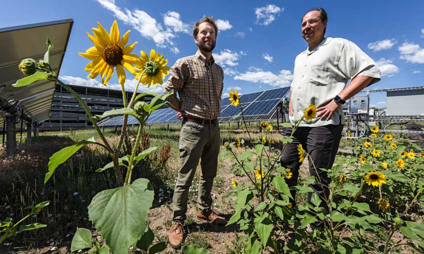 Photo of two men standing in a field of yellow wildflowers. Ground-mounted solar panels are visible behind them.