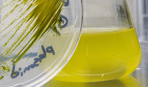 Potential of a Fast-Growing Algae Strain Revealed Through NREL Research