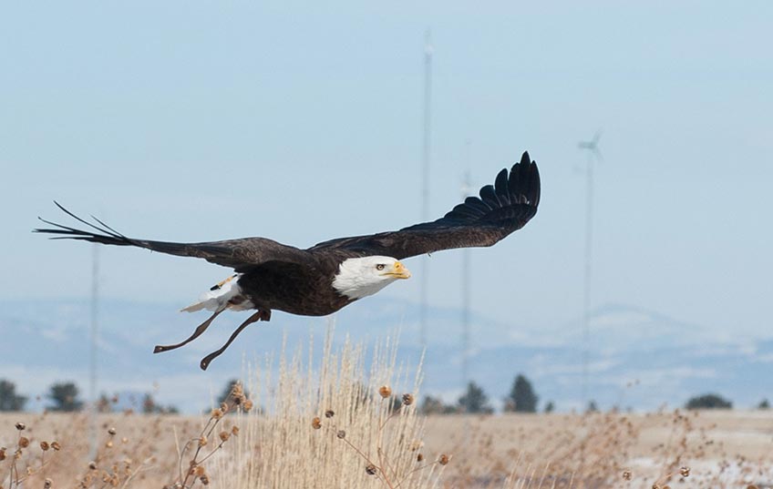 A bald eagle flies low over prairie grass. Behind the eagle, four wind turbines rise in front of snow-capped mountains.