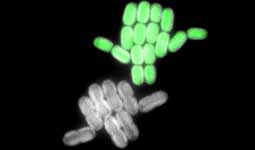 Scientists Pinpoint Pathways for Carbon Dioxide Uptake of Cyanobacteria