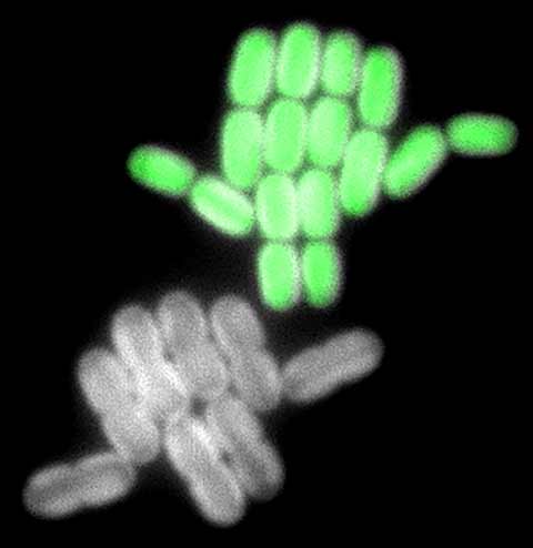 An artificially colorized photo showing two colonies of microscopic cyanobacteria.