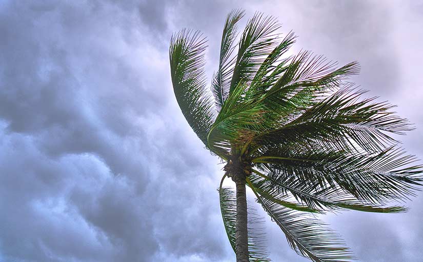 Photo of a palm tree, leaves blowing in the wind; dark, cloudy sky in the background.