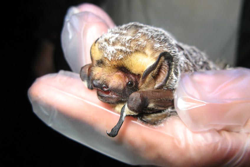 A person with a plastic glove holds a bat. 