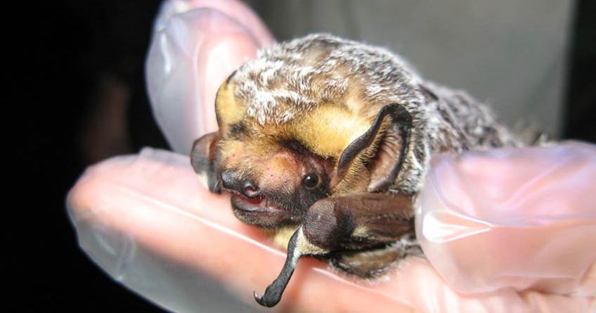 A hoary bat sits in a gloved hand.