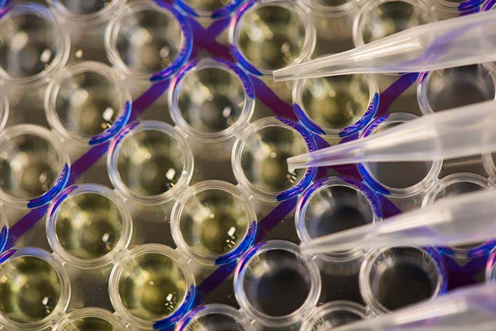 Pipettes over fuel samples marked with a blue grid.